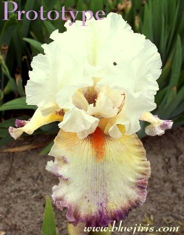 Photo of Tall Bearded Iris (Iris 'Prototype') uploaded by Calif_Sue