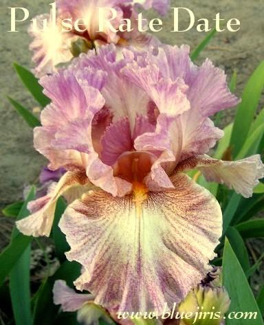 Photo of Tall Bearded Iris (Iris 'Pulse Rate Date') uploaded by Calif_Sue
