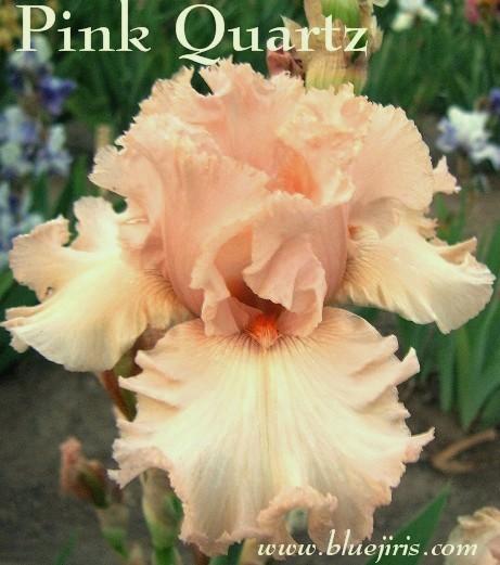 Photo of Tall Bearded Iris (Iris 'Pink Quartz') uploaded by Calif_Sue