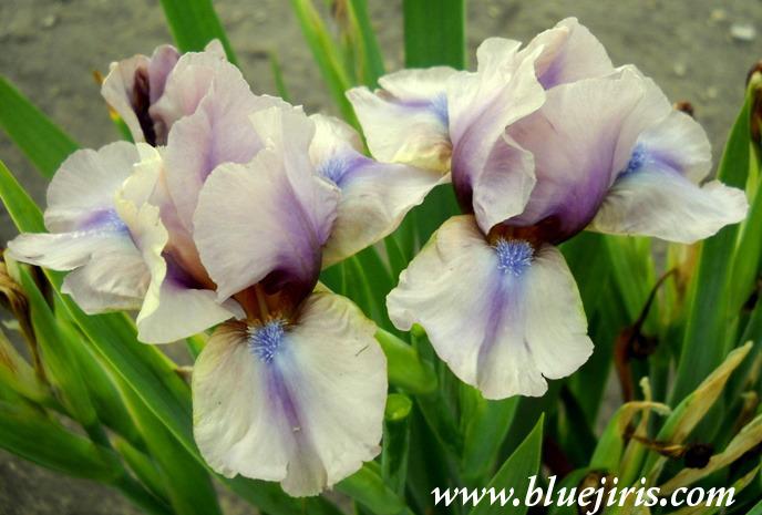 Photo of Standard Dwarf Bearded Iris (Iris 'Quartzlight') uploaded by Calif_Sue