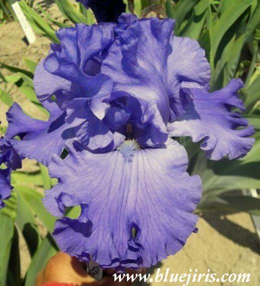 Photo of Tall Bearded Iris (Iris 'Pure Sapphire') uploaded by Calif_Sue