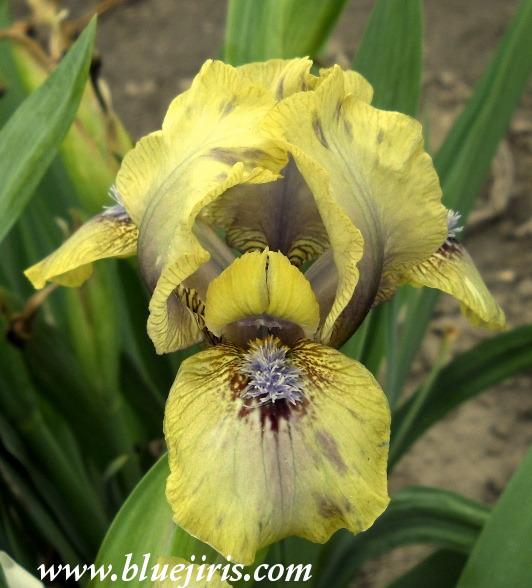 Photo of Arilbred Iris (Iris 'Persian Sapphire') uploaded by Calif_Sue
