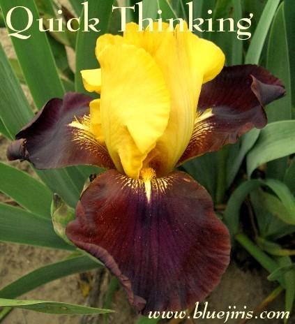 Photo of Tall Bearded Iris (Iris 'Quick Thinking') uploaded by Calif_Sue