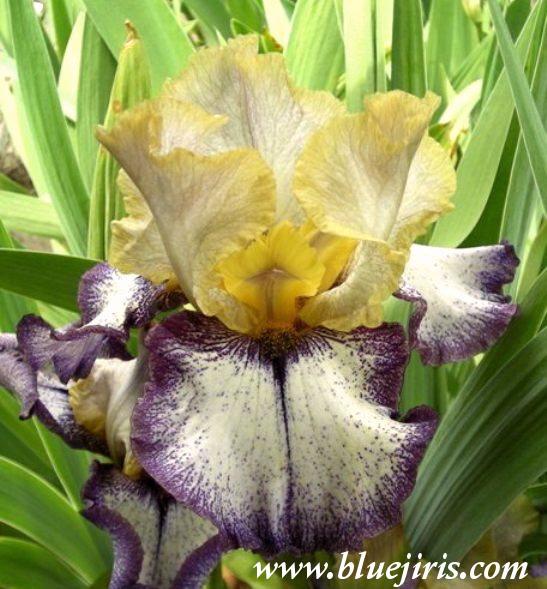 Photo of Tall Bearded Iris (Iris 'Point Made') uploaded by Calif_Sue