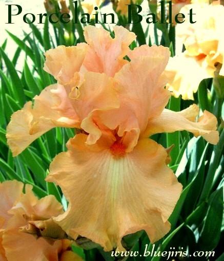 Photo of Tall Bearded Iris (Iris 'Porcelain Ballet') uploaded by Calif_Sue
