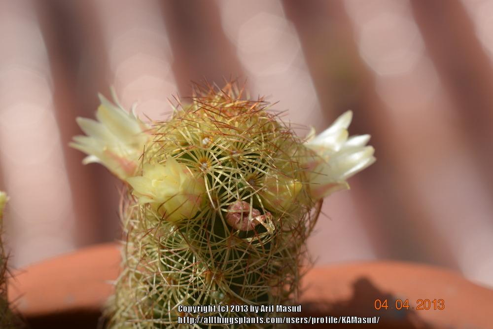 Photo of Ladyfinger Cactus (Mammillaria elongata) uploaded by KAMasud