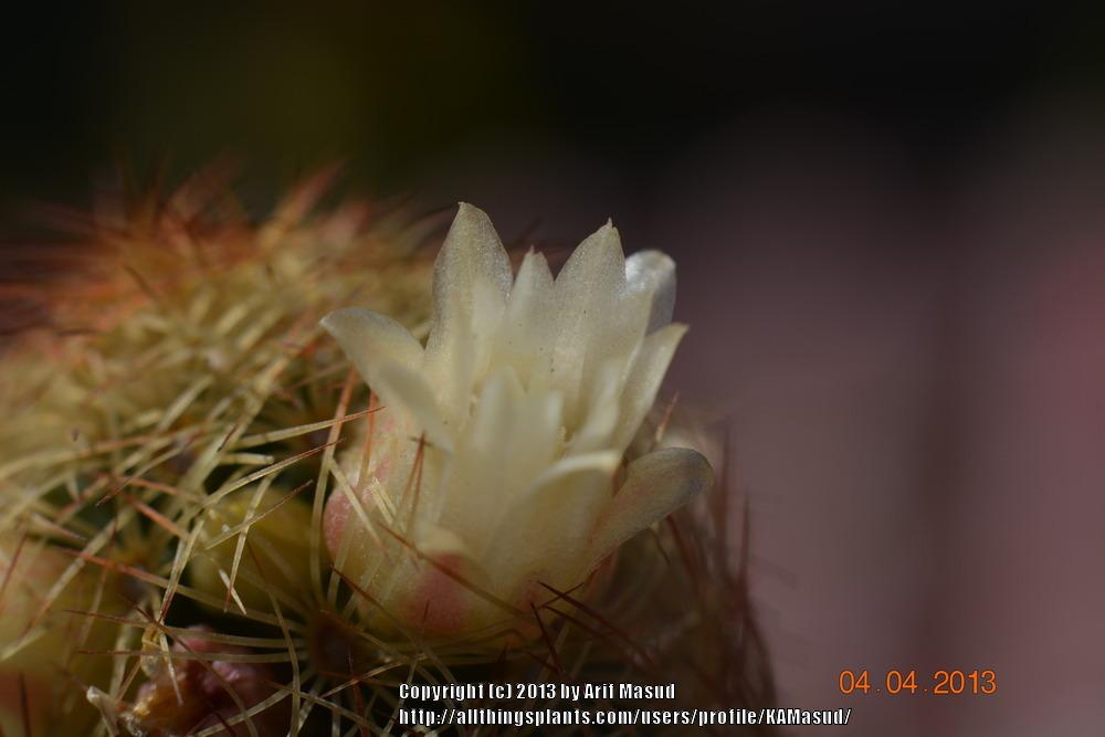 Photo of Ladyfinger Cactus (Mammillaria elongata) uploaded by KAMasud