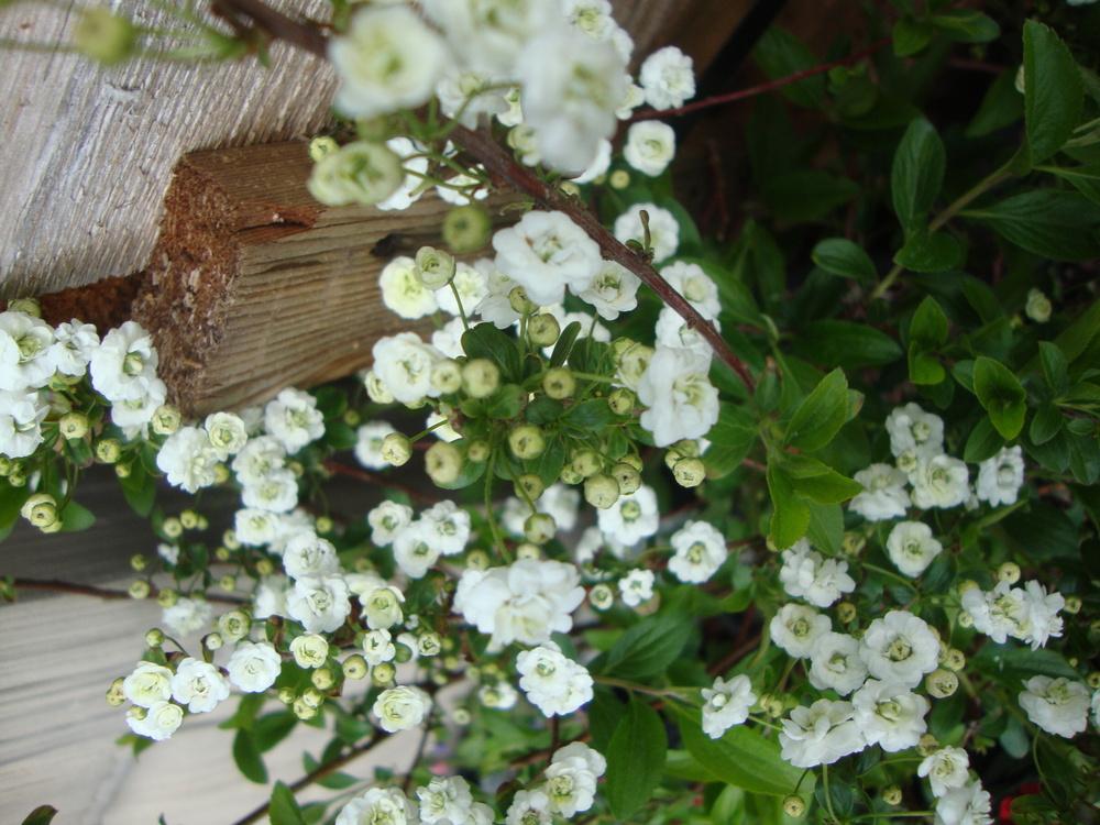 Photo of Bridalwreath Spiraea (Spiraea prunifolia) uploaded by Paul2032