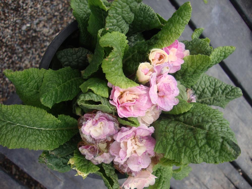 Photo of English Primrose (Primula vulgaris Belarina® Pink Ice) uploaded by Paul2032