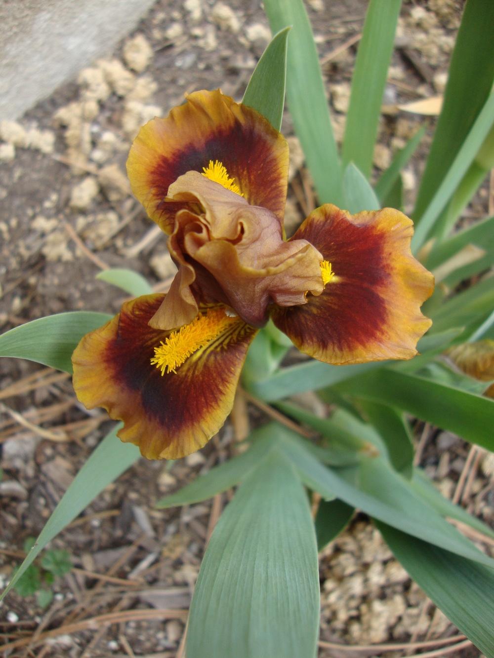 Photo of Standard Dwarf Bearded Iris (Iris 'Gingerbread Trim') uploaded by Paul2032