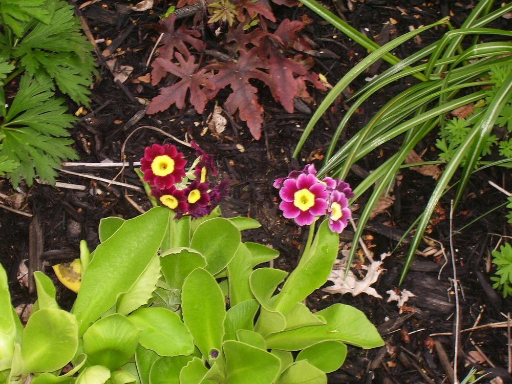 Photo of Primrose (Primula auricula) uploaded by SunnyBorders