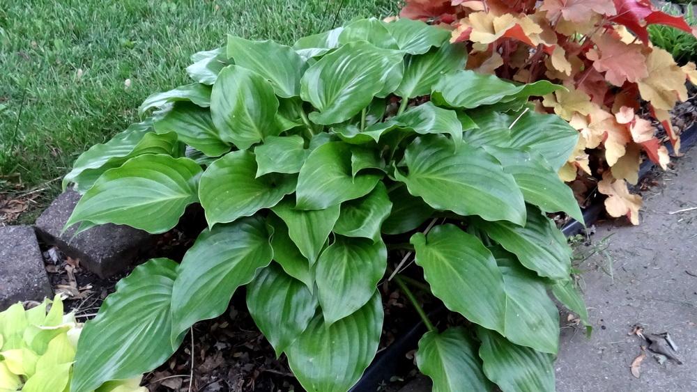 Photo of Hosta 'Invincible' uploaded by Tepelus