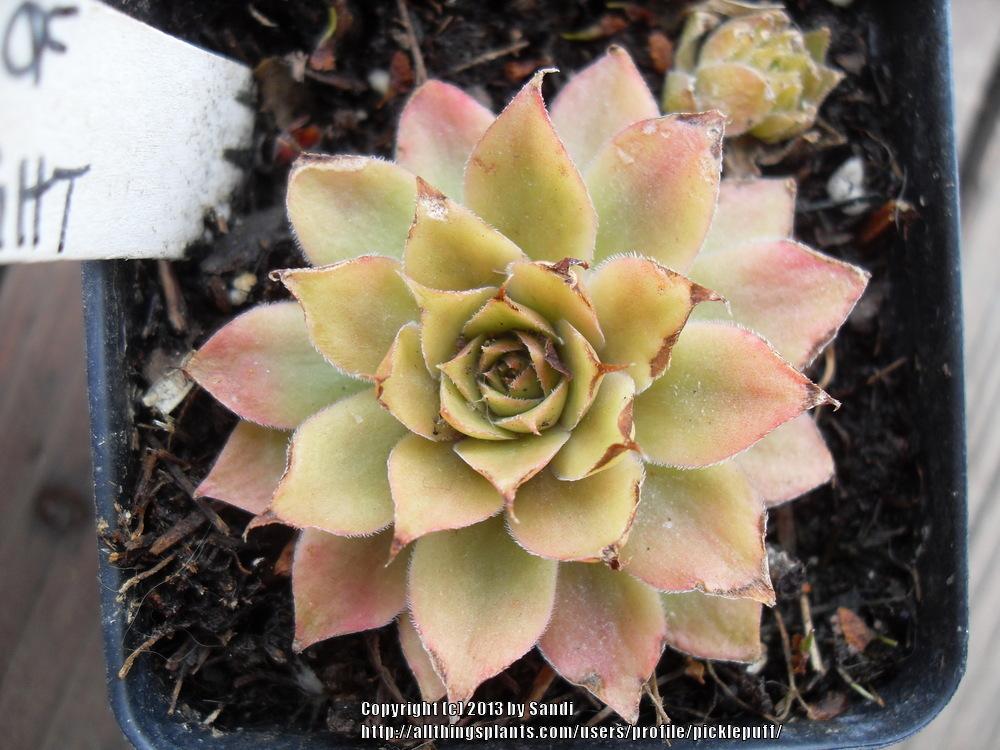 Photo of Hen and Chicks (Sempervivum 'Edge of Night') uploaded by picklepuff