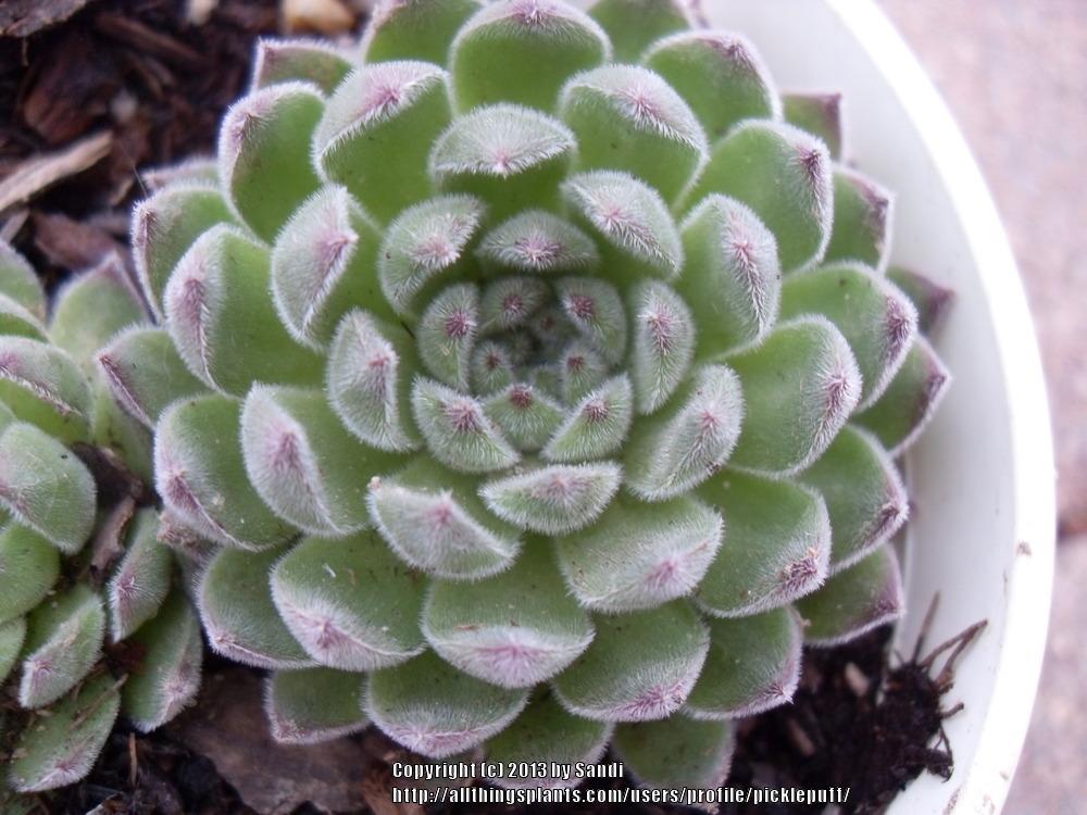 Photo of Hen and Chicks (Sempervivum 'Soft Line') uploaded by picklepuff