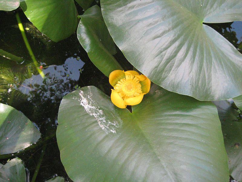 Photo of Yellow Pond-Lily (Nuphar advena) uploaded by robertduval14