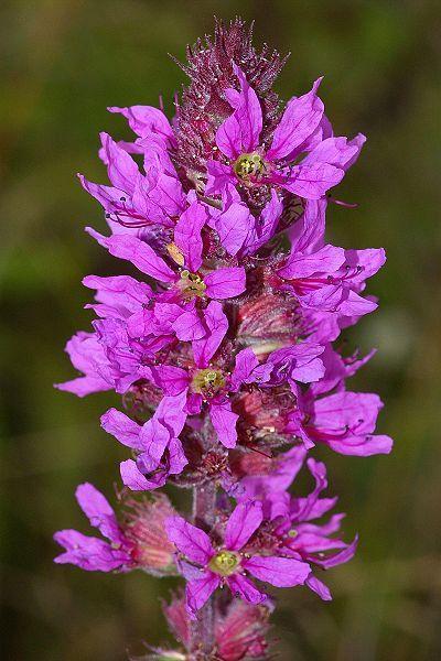 Photo of Purple Loosestrife (Lythrum salicaria) uploaded by robertduval14