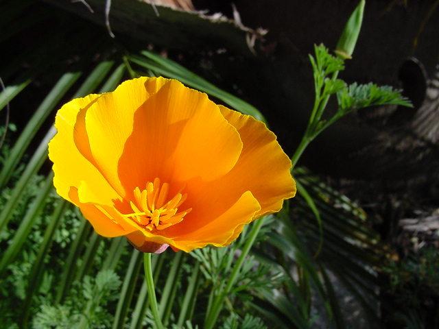 Photo of California Poppy (Eschscholzia californica) uploaded by robertduval14