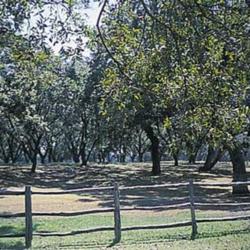 Location: Pecan orchard at Lyndon B. Johnson National Historical Park, Texas.
National Park Service photo