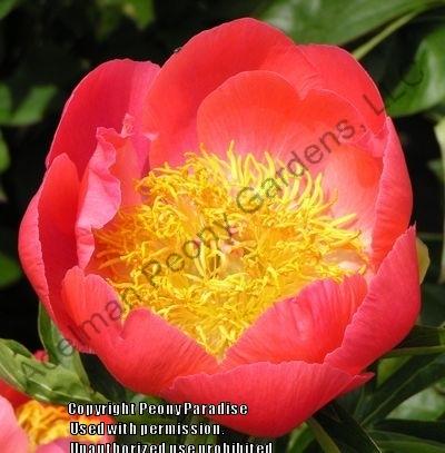 Photo of Peony (Paeonia 'Coral 'n Gold') uploaded by vic