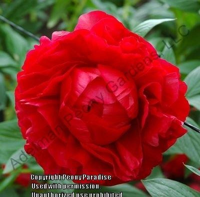 Photo of Garden Peony (Paeonia 'Henry Bockstoce') uploaded by vic