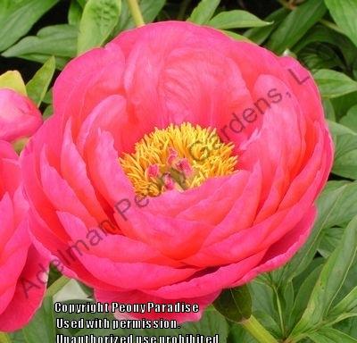 Photo of Peony (Paeonia 'Cytherea') uploaded by vic