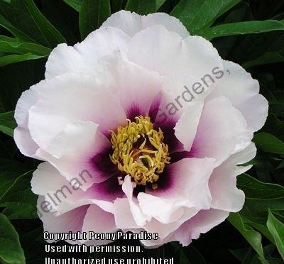 Photo of Itoh Peony (Paeonia 'Cora Louise') uploaded by vic