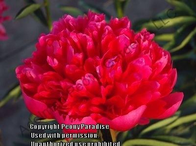 Photo of Peony (Paeonia 'Command Performance') uploaded by vic