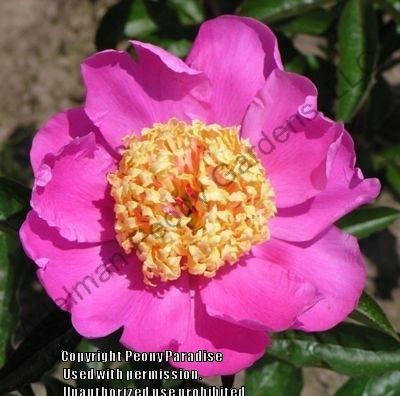 Photo of Peony (Paeonia lactiflora 'Doreen') uploaded by vic