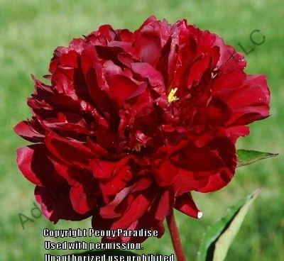 Photo of Chinese Peony (Paeonia lactiflora 'Maestro') uploaded by vic