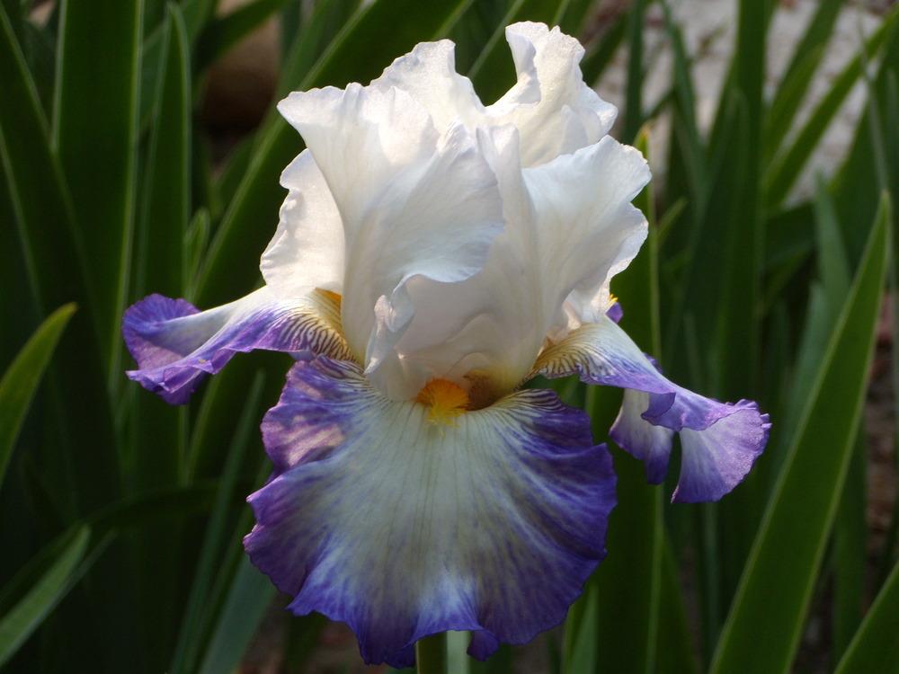Photo of Tall Bearded Iris (Iris 'Revision') uploaded by Betja