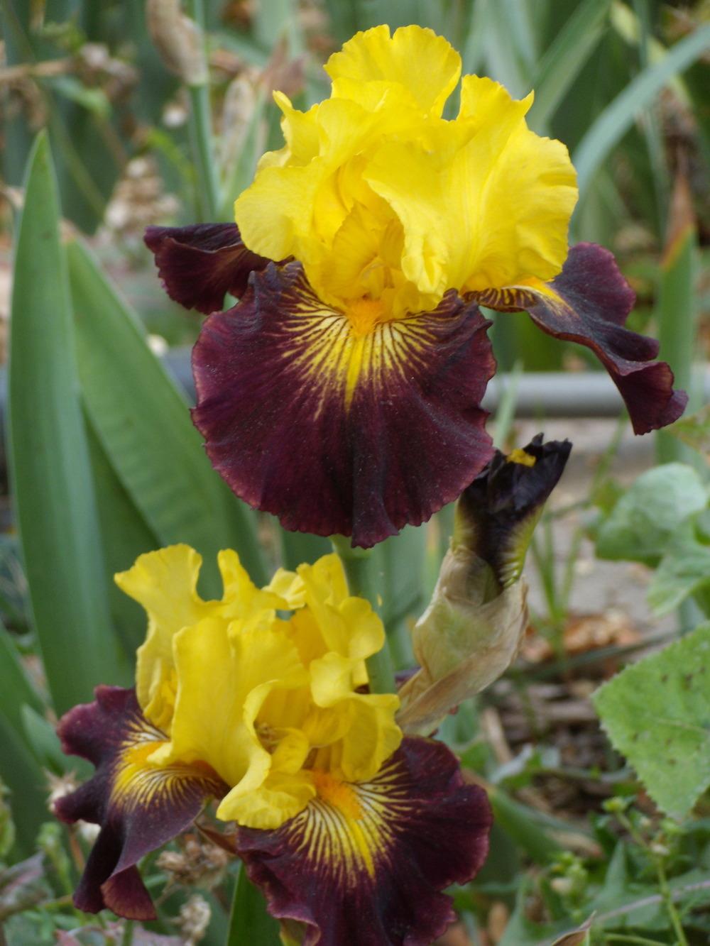 Photo of Tall Bearded Iris (Iris 'Explicit') uploaded by Betja