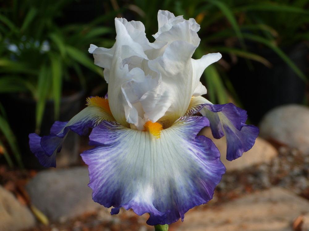 Photo of Tall Bearded Iris (Iris 'Revision') uploaded by Betja