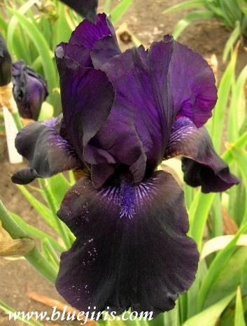 Photo of Tall Bearded Iris (Iris 'Raven's Quote') uploaded by Calif_Sue