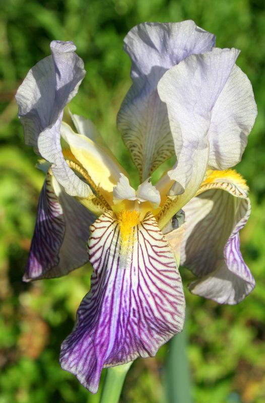 Photo of Irises (Iris) uploaded by Calif_Sue