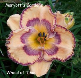Photo of Daylily (Hemerocallis 'Wheel of Time') uploaded by Calif_Sue