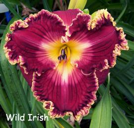 Photo of Daylily (Hemerocallis 'Wild Irish') uploaded by Calif_Sue