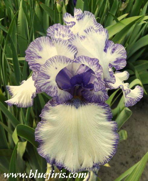 Photo of Tall Bearded Iris (Iris 'Rare Treat') uploaded by Calif_Sue