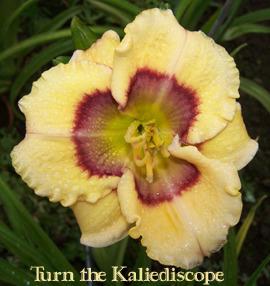 Photo of Daylily (Hemerocallis 'Turn the Kaleidoscope') uploaded by Calif_Sue