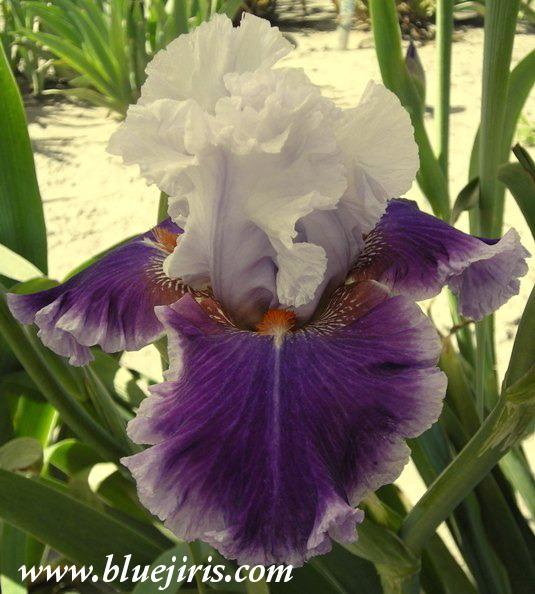 Photo of Tall Bearded Iris (Iris 'Racing Heart') uploaded by Calif_Sue