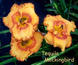Photo of Daylily (Hemerocallis 'Tequila Mockingbird') uploaded by Calif_Sue