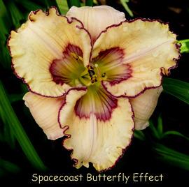 Photo of Daylily (Hemerocallis 'Spacecoast Butterfly Effect') uploaded by Calif_Sue