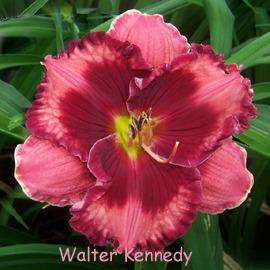 Photo of Daylily (Hemerocallis 'Walter Kennedy') uploaded by Calif_Sue