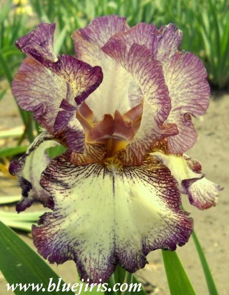 Photo of Tall Bearded Iris (Iris 'Raspberry Frost') uploaded by Calif_Sue