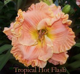 Photo of Daylily (Hemerocallis 'Tropical Hot Flash') uploaded by Calif_Sue
