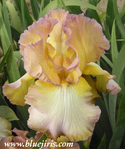 Photo of Tall Bearded Iris (Iris 'Rainbow Hues') uploaded by Calif_Sue