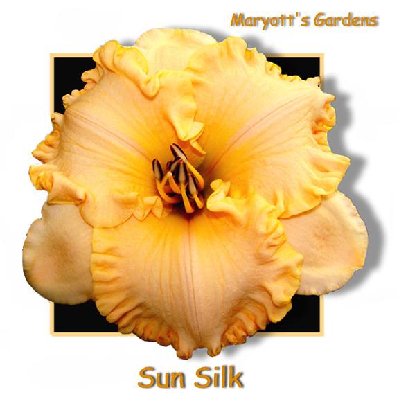 Photo of Daylily (Hemerocallis 'Sun Silk') uploaded by Calif_Sue