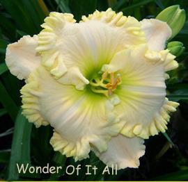Photo of Daylily (Hemerocallis 'Wonder of It All') uploaded by Calif_Sue