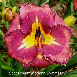 Photo of Daylily (Hemerocallis 'Spacecoast Modern Symmetry') uploaded by Calif_Sue