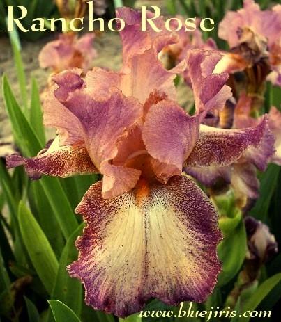 Photo of Tall Bearded Iris (Iris 'Rancho Rose') uploaded by Calif_Sue