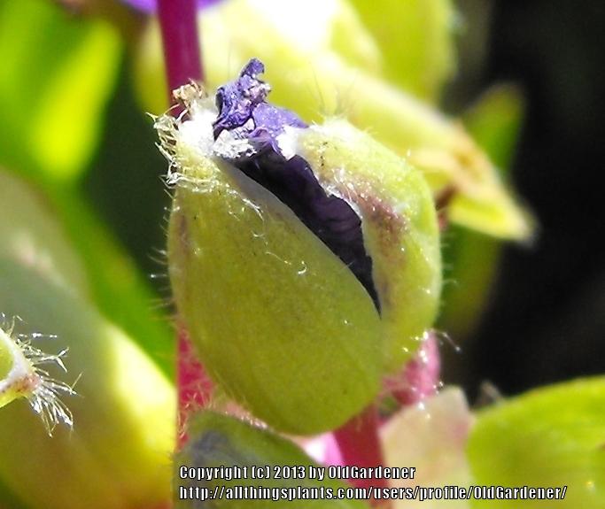Photo of Spiderwort (Tradescantia 'Sweet Kate') uploaded by OldGardener